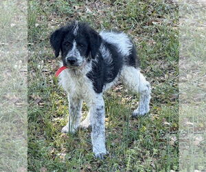 Poodle (Miniature)-Unknown Mix Dogs for adoption in Attalka, AL, USA