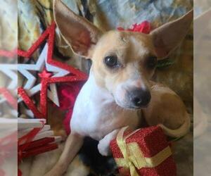 Chihuahua Dogs for adoption in Von Ormy, TX, USA