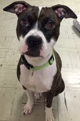 Bullboxer Pit Dogs for adoption in Staten Island, NY, USA