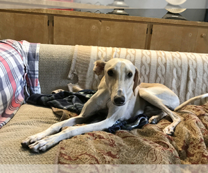 Saluki Dogs for adoption in Agoura Hills, CA, USA