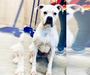 American Bulldog Dogs for adoption in Lacombe, LA, USA