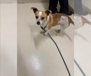 Chihuahua Dogs for adoption in Fremont, CA, USA