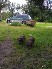 Schweenie Dogs for adoption in Oviedo, FL, USA