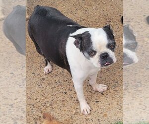 Boston Terrier Dogs for adoption in Carrollton, TX, USA