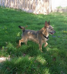 Toxirn Dogs for adoption in Belleuve, NE, USA