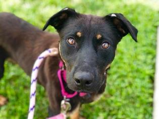 Mutt Dogs for adoption in Saint Louis, MO, USA