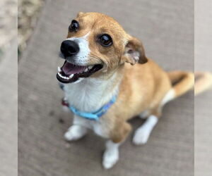 Mutt Dogs for adoption in Rohnert Park, CA, USA