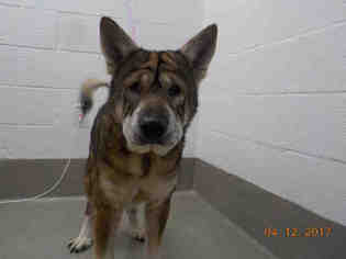Akita Dogs for adoption in Fort Lauderdale, FL, USA