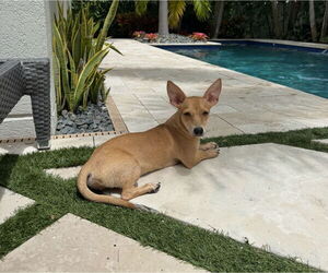 Dachshund-Unknown Mix Dogs for adoption in Weston, FL, USA