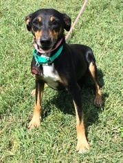 American Rat Pinscher Dogs for adoption in Canton, CT, USA
