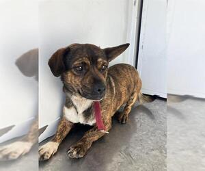 Mutt Dogs for adoption in Stockton, CA, USA
