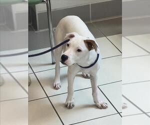 American Pit Bull Terrier Dogs for adoption in Derwood, MD, USA