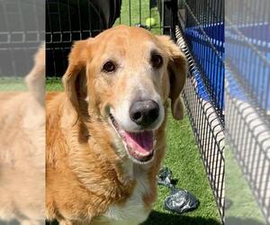 Basset Retriever Dogs for adoption in Mission Viejo, CA, USA
