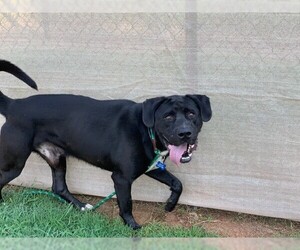 Mastador Dogs for adoption in Charlotte, NC, USA