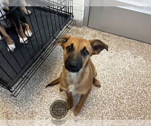 Labrador Retriever-Unknown Mix Dogs for adoption in Pueblo, CO, USA
