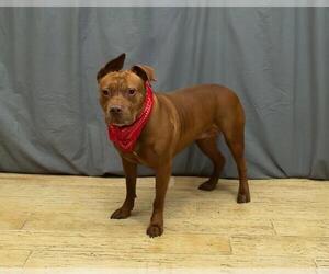 American Pit Bull Terrier Dogs for adoption in Sanford, FL, USA