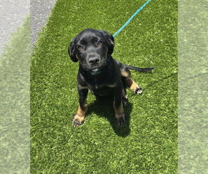 Mutt Dogs for adoption in Evansville, IN, USA
