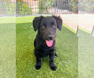Dachshund-Labrador Retriever Mix Dogs for adoption in San Diego, CA, USA