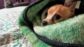 Chihuahua Dogs for adoption in Warwick, RI, USA