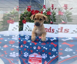 Chihuahua-Unknown Mix Dogs for adoption in Rocky Mount, NC, USA