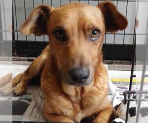 Dachshund Dogs for adoption in Von Ormy, TX, USA