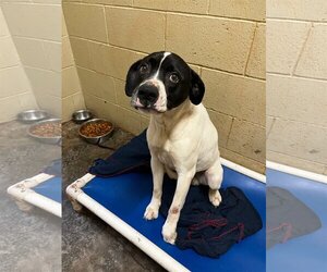 Boxador Dogs for adoption in Harrisville, WV, USA