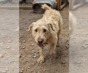 Border Terrier-Wheaten Terrier Mix Dogs for adoption in El Cajon, CA, USA