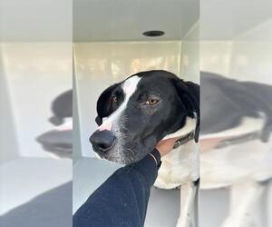 Pointer-Unknown Mix Dogs for adoption in Houston, TX, USA