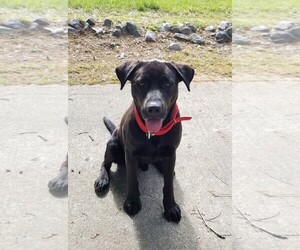 Medium Photo #1 Labrador Retriever Puppy For Sale in Arlington, VA, USA