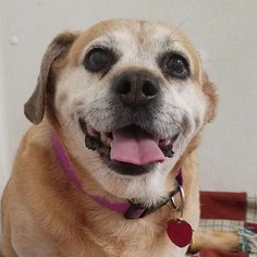 Puggle Dogs for adoption in Wahpeton, ND, USA