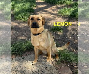 Labrador Retriever Dogs for adoption in Woodbury, NY, USA
