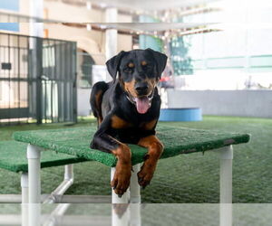 Doberman Pinscher-Unknown Mix Dogs for adoption in Pasadena, CA, USA