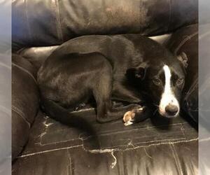 Retriever -Unknown Mix Dogs for adoption in Brighton, TN, USA