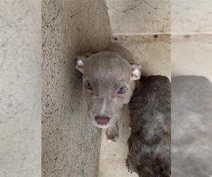 American Pit Bull Terrier-Unknown Mix Dogs for adoption in Oklahoma City, OK, USA