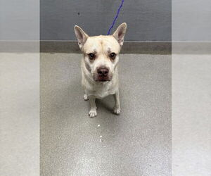 Siberian Husky-Unknown Mix Dogs for adoption in Las Vegas, NV, USA