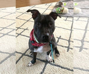 American Pit Bull Terrier Dogs for adoption in Rockville, MD, USA