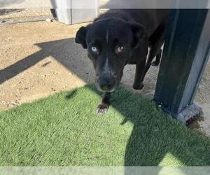 Borador Dogs for adoption in HESPERIA, CA, USA