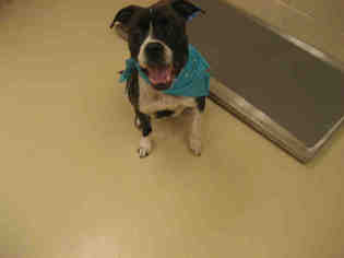 Boxer Dogs for adoption in Center Township, PA, USA