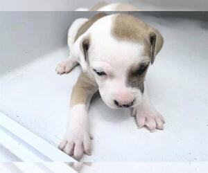 Mutt Dogs for adoption in Houston, TX, USA