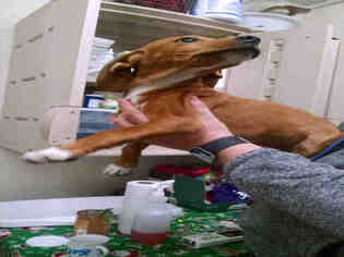 Redbone Coonhound-Unknown Mix Dogs for adoption in Waynesville, NC, USA