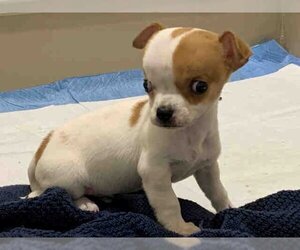 Medium Photo #1 Chihuahua Puppy For Sale in Berkeley , CA, USA
