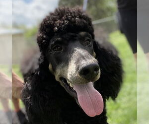 Poodle (Standard) Dogs for adoption in Pacolet, SC, USA