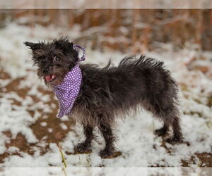 Mutt Dogs for adoption in San Andreas, CA, USA
