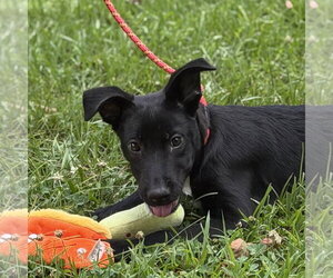 Mutt Dogs for adoption in Yardley, PA, USA