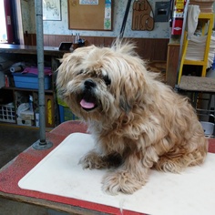 Lhasa Apso Dogs for adoption in Beloit, WI, USA