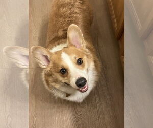 Pembroke Welsh Corgi Dogs for adoption in Denver , CO, USA