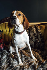 Treeing Walker Coonhound Dogs for adoption in Greenville, SC, USA