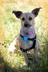 Chiweenie Dogs for adoption in Milpitas, CA, USA