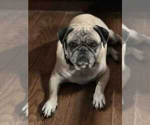 Pug Dogs for adoption in Vail, AZ, USA