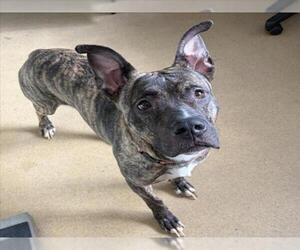 Staffordshire Bull Terrier-Unknown Mix Dogs for adoption in Derwood, MD, USA